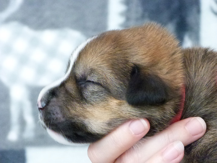 chinook puppy